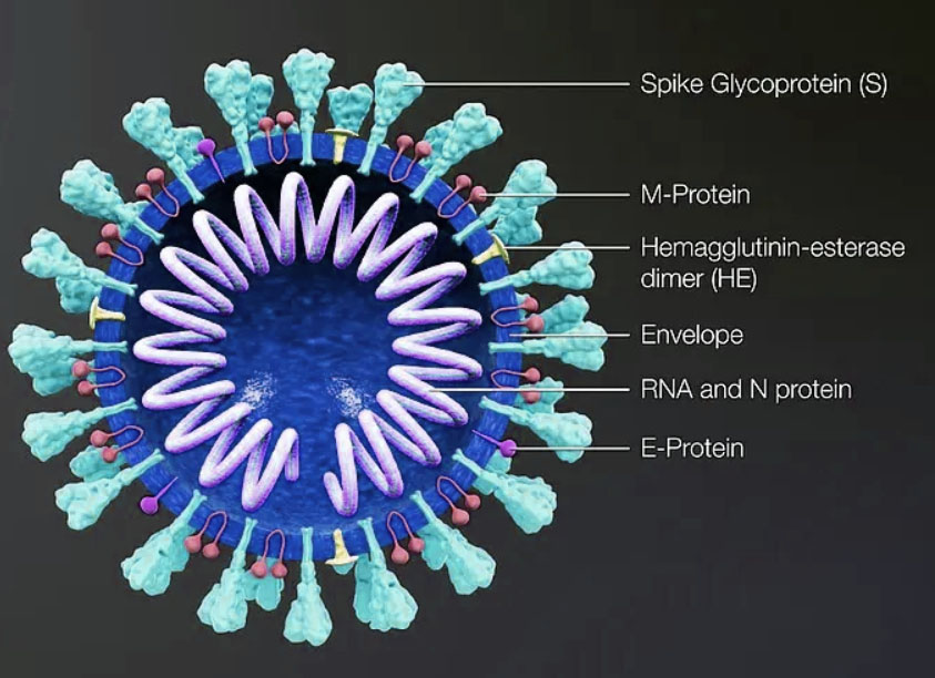 Internal Structure of Corona Virus